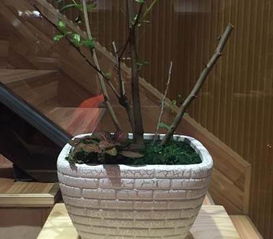 陶瓷花盆 室內(nèi)蘭花的藝術(shù)之選