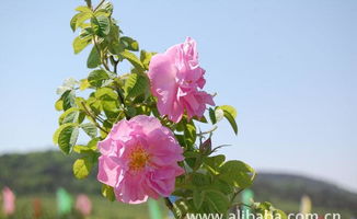 花中皇后 大馬士革玫瑰精油的全面指南——價格、廠家、圖片與苗木種植