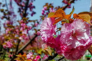 指尖綠洲 手機應(yīng)用如何賦能現(xiàn)代花卉苗木種植