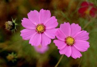 波斯菊種子市場行情與選購指南 供應(yīng)商與價格分析