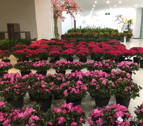 年宵花市盛典 精品花卉集中展銷與文創(chuàng)平價(jià)搶購(gòu)指南