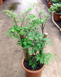 廣州森源花卉 專業苗木種植，打造花卉世界優質產品展示