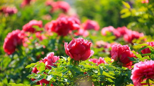 618熱度減退，半畝花田如何憑借苗木種植逆勢增長？